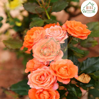 เมล็ดพันธุ์ดอกกุหลาบเลื้อยสีส้ม 10 เมล็ด