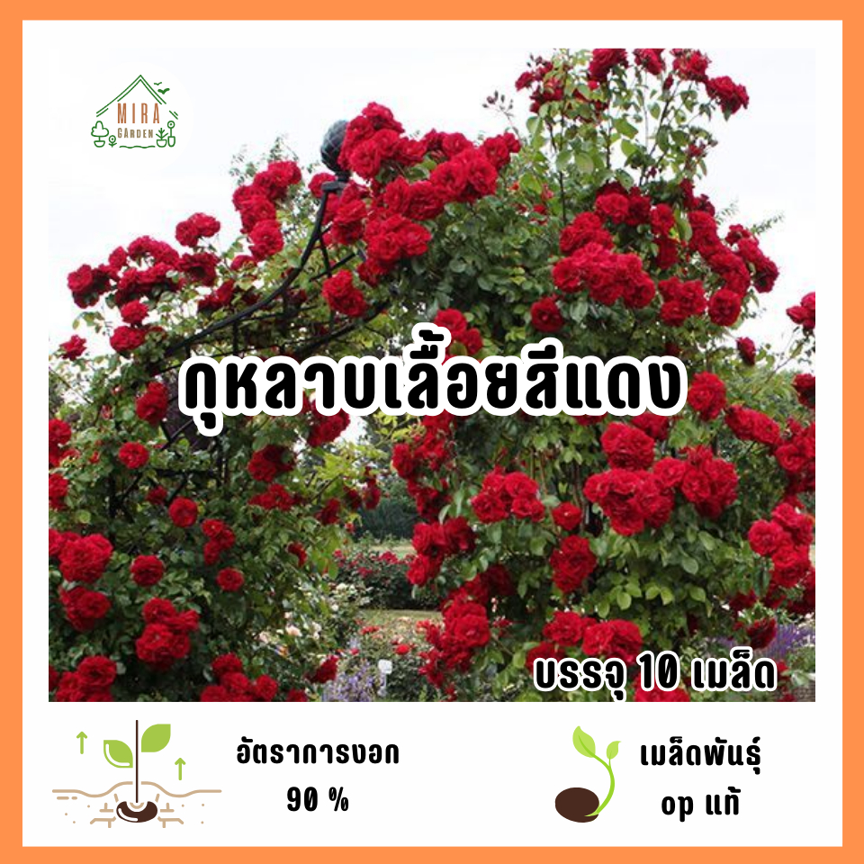 เมล็ดพันธุ์ดอกกุหลาบเลื้อยสีแดง 10 เมล็ด