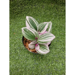 ต้นสายใยรักด่างชมพูและต้นสายใยรักด่างขาว [ Tradescantia Nanouk และ Sillamontana Variegated ] ในกระถาง3"และ2"r
