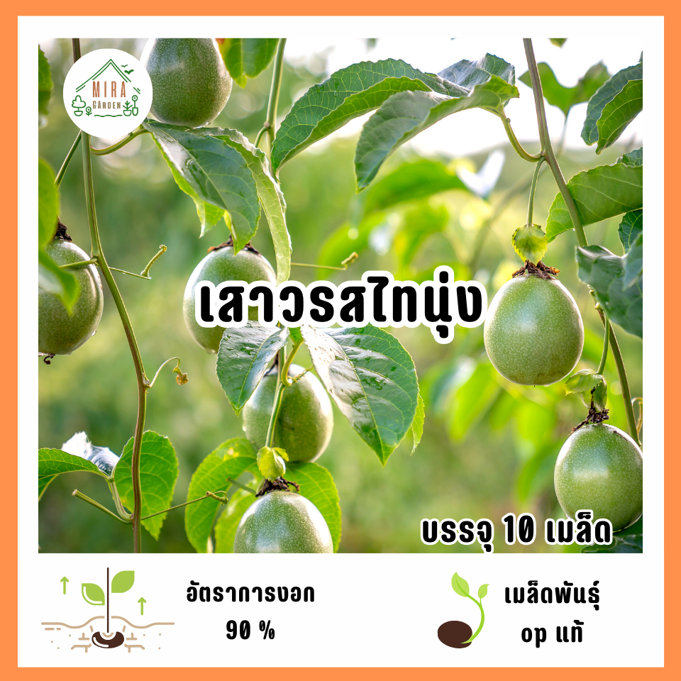 เมล็ดพันธุ์เสาวรสไทนุ่ง  10 เมล็ด