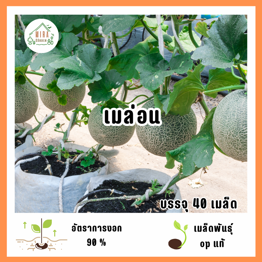 เมล็ดพันธุ์เมล่อน 40 เมล็ด