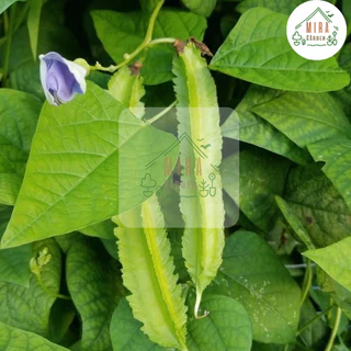 เมล็ดพันธุ์ถั่วพลู 10 เมล็ด