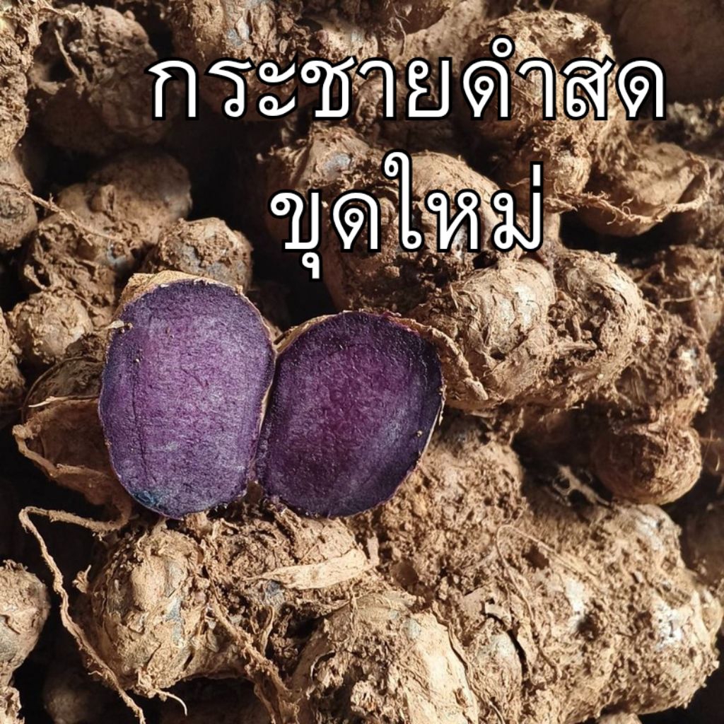 กระชายดำสด 1กก. ขุดใหม่พร้อมส่ง