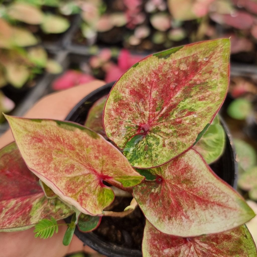 บอนสี คุ้มทรัพย์แผลงป้าย ส่งขนาดตามรูปที่1-6 แม่ค้าเลืกสวยๆให้หรือแชทเลือกต้นดูได้คะ - รูปที่ 3