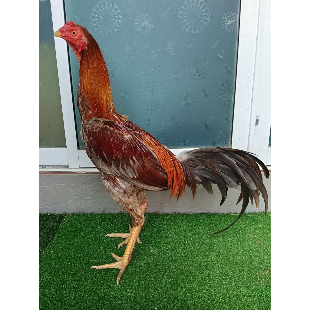 ไข่ไก่ชนม้าล่อรำวงเมืองเหนือ เจ้าเทาสนั่น