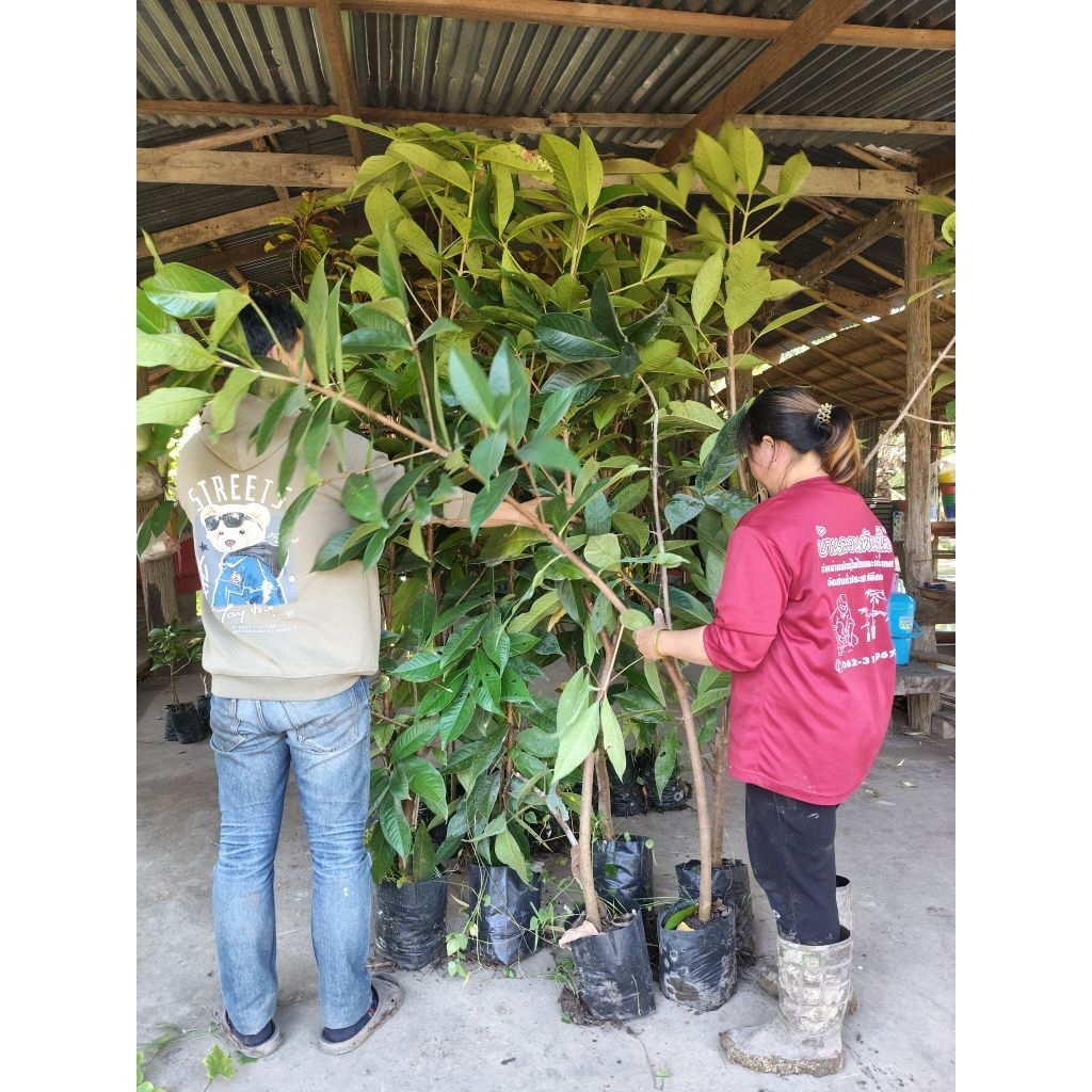 ต้นชมพู่มะเหมี่ยวแดง ขนาด1.5-2เมตร