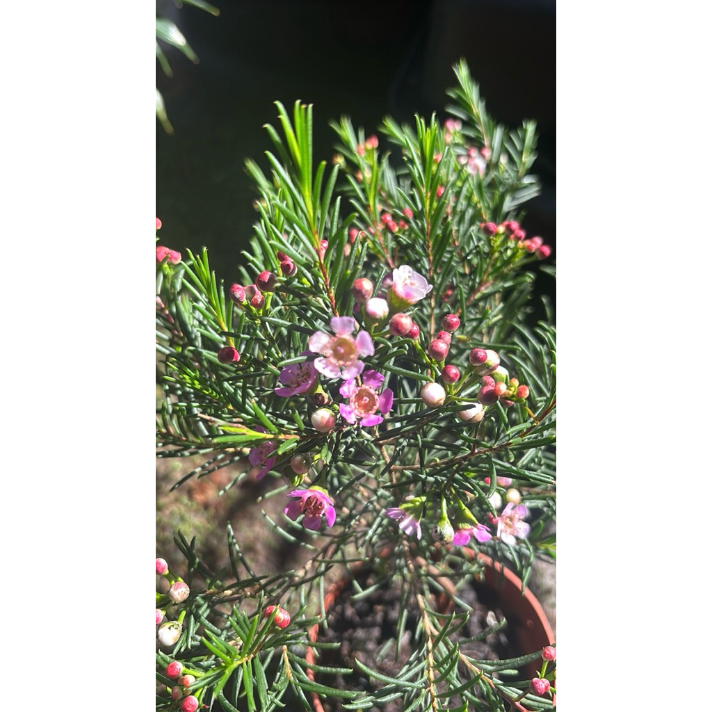 Chamelaucium  wax (แวกซ์)ชมพู 4-5นิ้ว ชมพูอ่อน ใบริ้ว