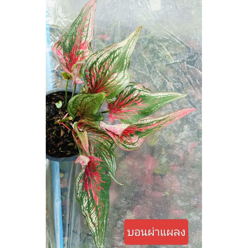 ต้นบอนสี ปีกหงส์แผลงใบหอก เป็นบอนผ่าแผลงจากปีกหงส์  ทรงเป็นใบหอก กัดสีสวยมาก