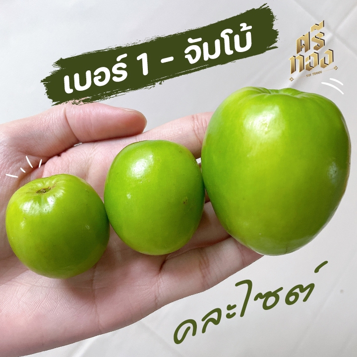 ส่งฟรี/มีส่งด่วน  พุทรานมสด เบอร์สวย 3kg ( คละเบอร์ 1-จัมโบ้ ) อร่อย ช่วงฤดูกาล สดใหม่จากสวนกาฬสินธุ์ ตัดใหม่ทุกวัน
