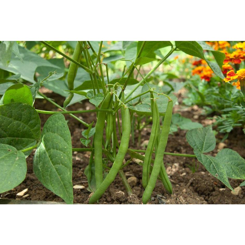 French Bean Seeds อัตรางอกสูง! เมล็ดพันธุ์ ถั่วแขก สีเขีย บรรจุ 10 เมล็ดผักที่ใช้ในการปลูก ผักออร์แกนิก คุณภาพดี - รูปที่ 6
