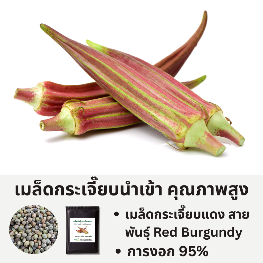 เมล็ดกระเจี๊ยบแดง Red Burgundy – ออร์แกนิค | สีแดงสวย โตไว ให้ผลดก
