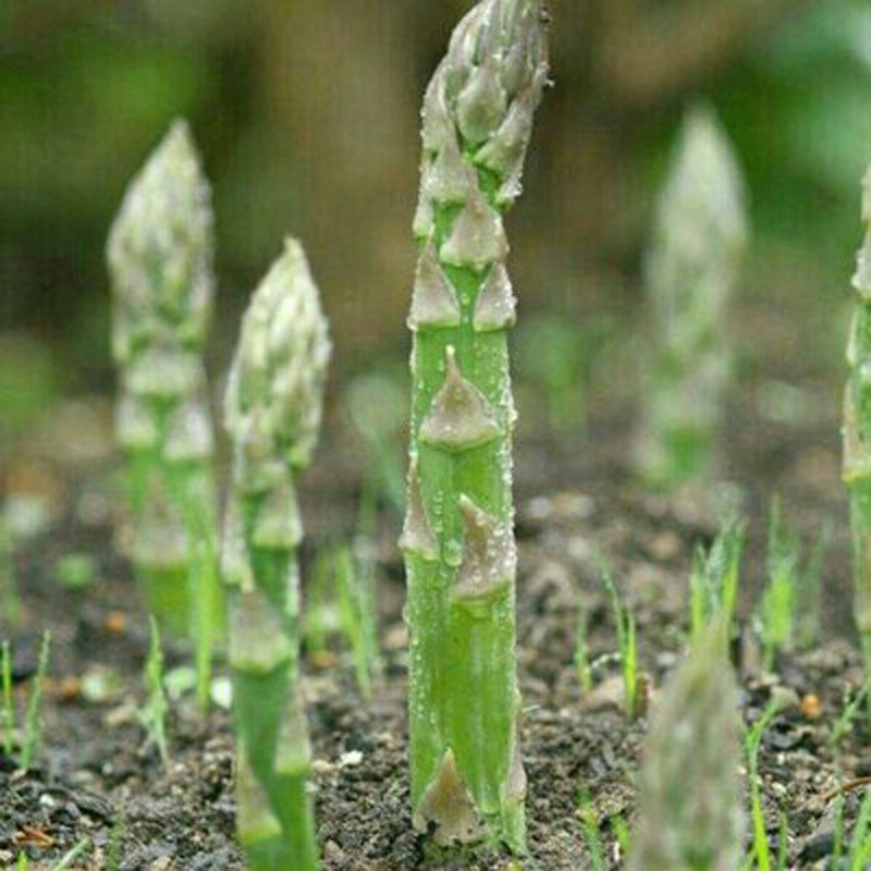 Asparagus Seeds เมล็ดหน่อไม้ฝรั่ง / หน่อไม้ฝรั่งม่วง / หน่อไม้ฝรั่งขาว / หน่อไม้ฝรั่ง Asparagus Seeds(10seeds) ราคา ถูกที่สุด ดีลบีเคเค แกลเลอรีภาพที่ 3