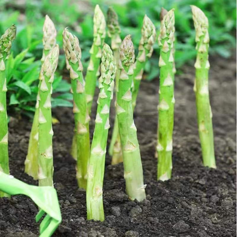 Asparagus Seeds เมล็ดหน่อไม้ฝรั่ง / หน่อไม้ฝรั่งม่วง / หน่อไม้ฝรั่งขาว / หน่อไม้ฝรั่ง Asparagus Seeds(10seeds) ราคา ถูกที่สุด ดีลบีเคเค แกลเลอรีภาพที่ 8