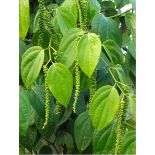 ต้นพริกไทย พริกไทยซีลอน ทำพริกไทยดำ/ขาวได้ ( สูง 50-70cm) รากแน่น พร้อมลงปลูก