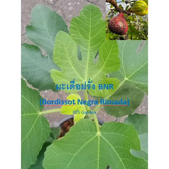 ต้นมะเดื่อฝรั่ง BNR (Bordissot Negra Rimada) กระถาง 8 นิ้ว ใบสวยมาก ไม่มีราสนิม