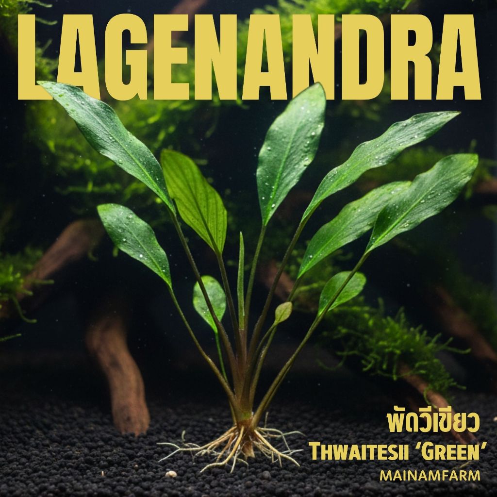 พัดวีเขียว เลือกขนาดได้ ต้นไม้น้ำ - Lagenandra Thwaitesii ‘Green’ - รูปที่ 5