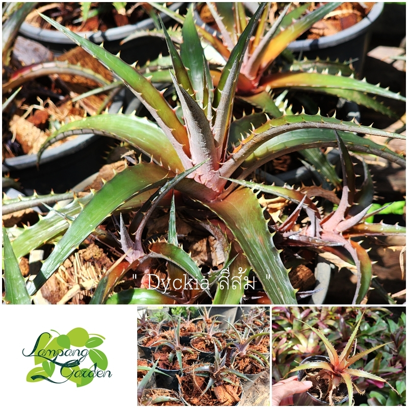 👑ต้น สับปะรดสี Dyckia สีส้ม ดิเกียสีส้ม ส่งแบบถอดกระถาง ไม้หนาม แคคตัส ไม้กระถาง ไม้ใบ 👑