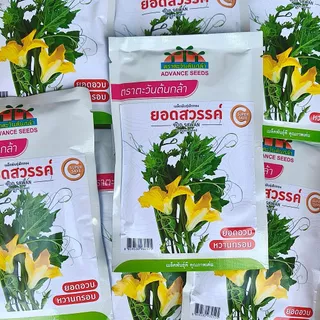 เมล็ดฟักทองเก็บยอด ยอดสวรรค์ ตราตะวันต้นกล้า ขนาด45กรัม เมล็ดพันธุ์ฟักทองเก็บยอด เมล็ดพันธุ์ผัก