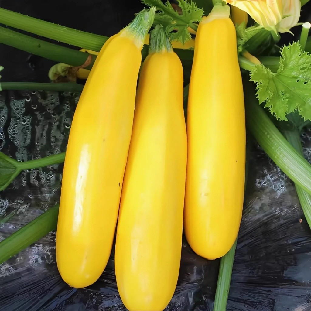 Golden Zucchini Seeds เมล็ดพันธุ์ น้ำเต้า - อัตรางอกสูง 8เมล็ด/ซอง เมล็ดน้ำเต้า Zucchini Vegetable S