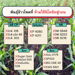 นิโคซัลฟูรอน สารกำจัดวัชพืชใบแคบใบกว้างในข้าวโพด กำจัดหญ้าโขย่ง หญ้าขน ข้าวฟ่างผี แนะนำฉีดพ่น 15วันขึ้นไป ดินมีความชื้น