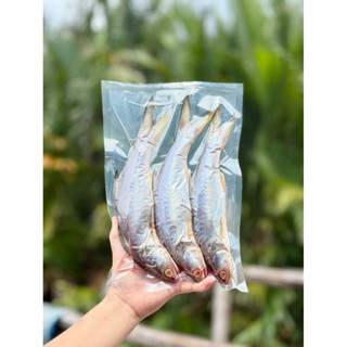 ปลากุเลาแดดเดียว 500 กรัม เค็มกำลังดี สด สะอาด ไร้สารเคมี100…