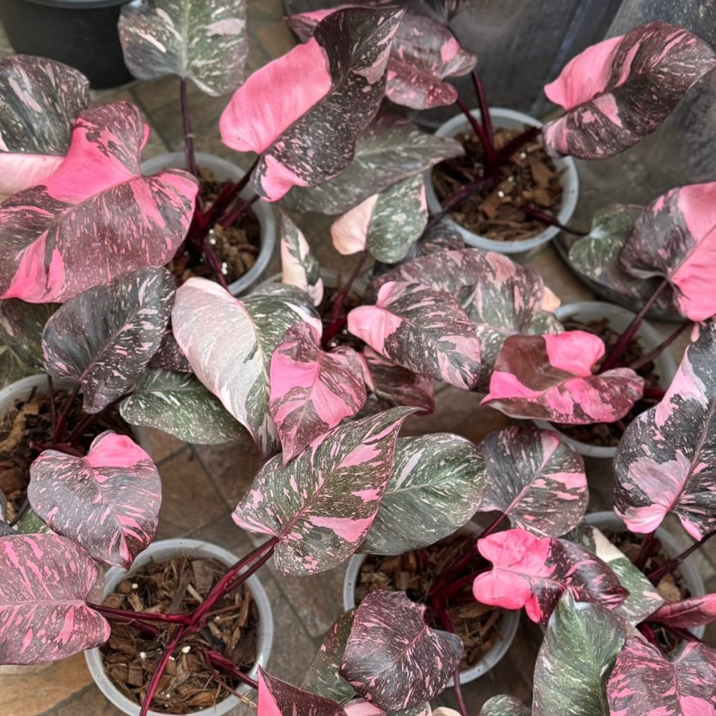พิ้งปริ้นเซสกาแลคซี่ Philodendron pink princess galaxy