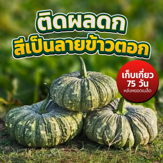 เมล็ดฟักทอง ข้าวตอก573 ขนาด 100 กรัม ตราศรแดง เมล็ดฟักทองลายข้าวตอก เมล็ดผักสวนครัว หมดอายุ1/70