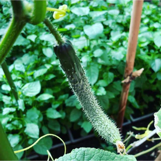 เมล็ดพันธุ์แตงกวาญี่ปุ่น F1 King of Hea | เมล็ดแท้นำเข้า | 35–70 เมล็ด | งอก 95%