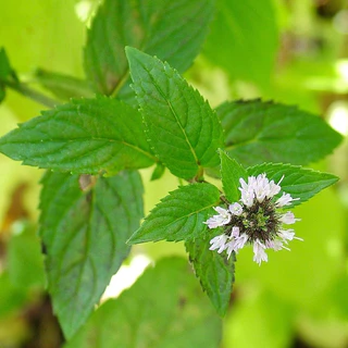 [10 mL.] Food Grade 100% Pure Essential Oil น้ำมันหอมระเหยเปปเปอร์มินท์ (Peppermint) 100%ไม่ผสม (ไม่ใช่กลิ่นสังเคราะห์)