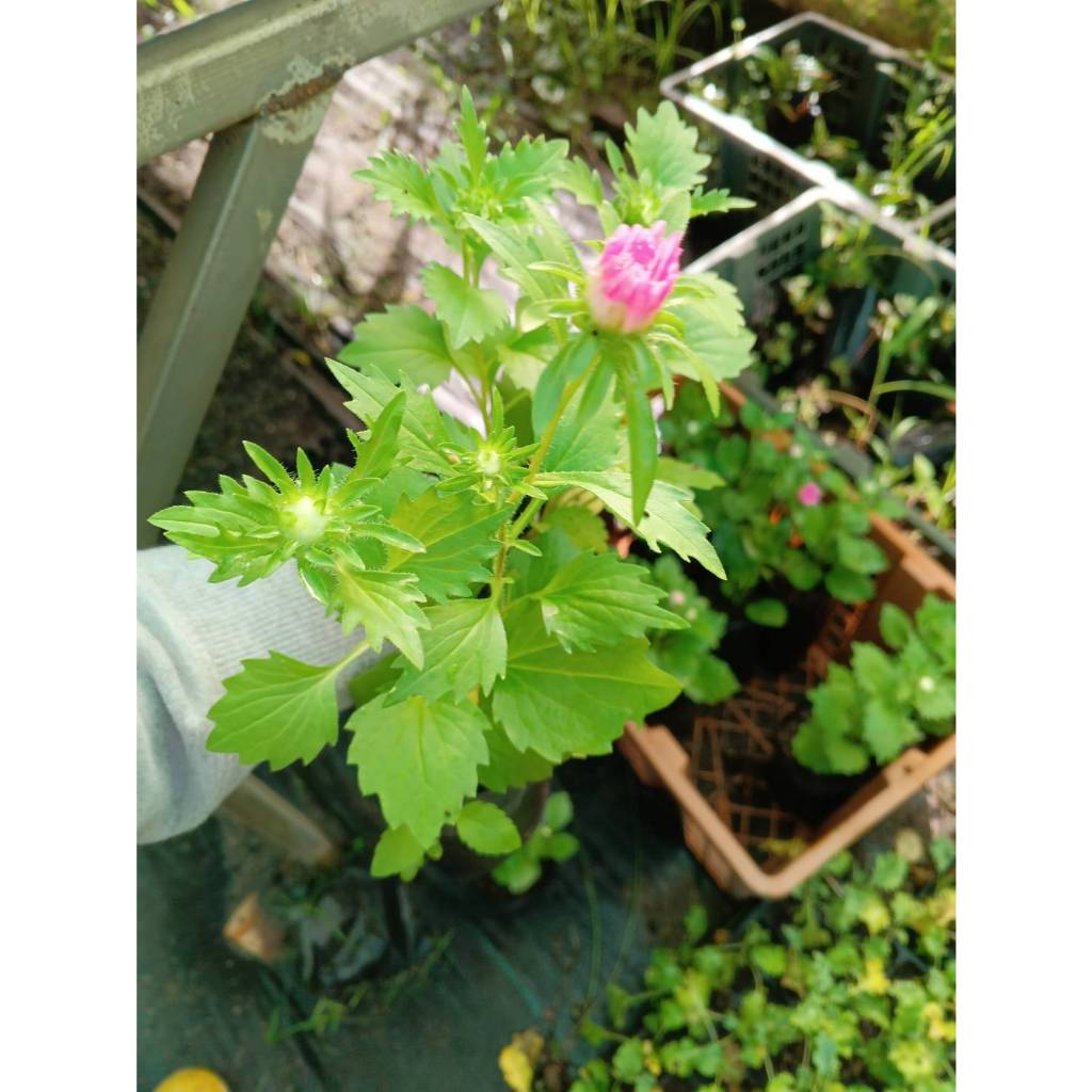 ต้นพันธุ์ แอสเตอร์ (Aster) ถุงดำพร้อมปลูก 29บาท   ต้นแอสเตอร์เป็นพรรณไม้กลางแจ้ง ที่ปลูกเป็นไม้ประดับได้ดี