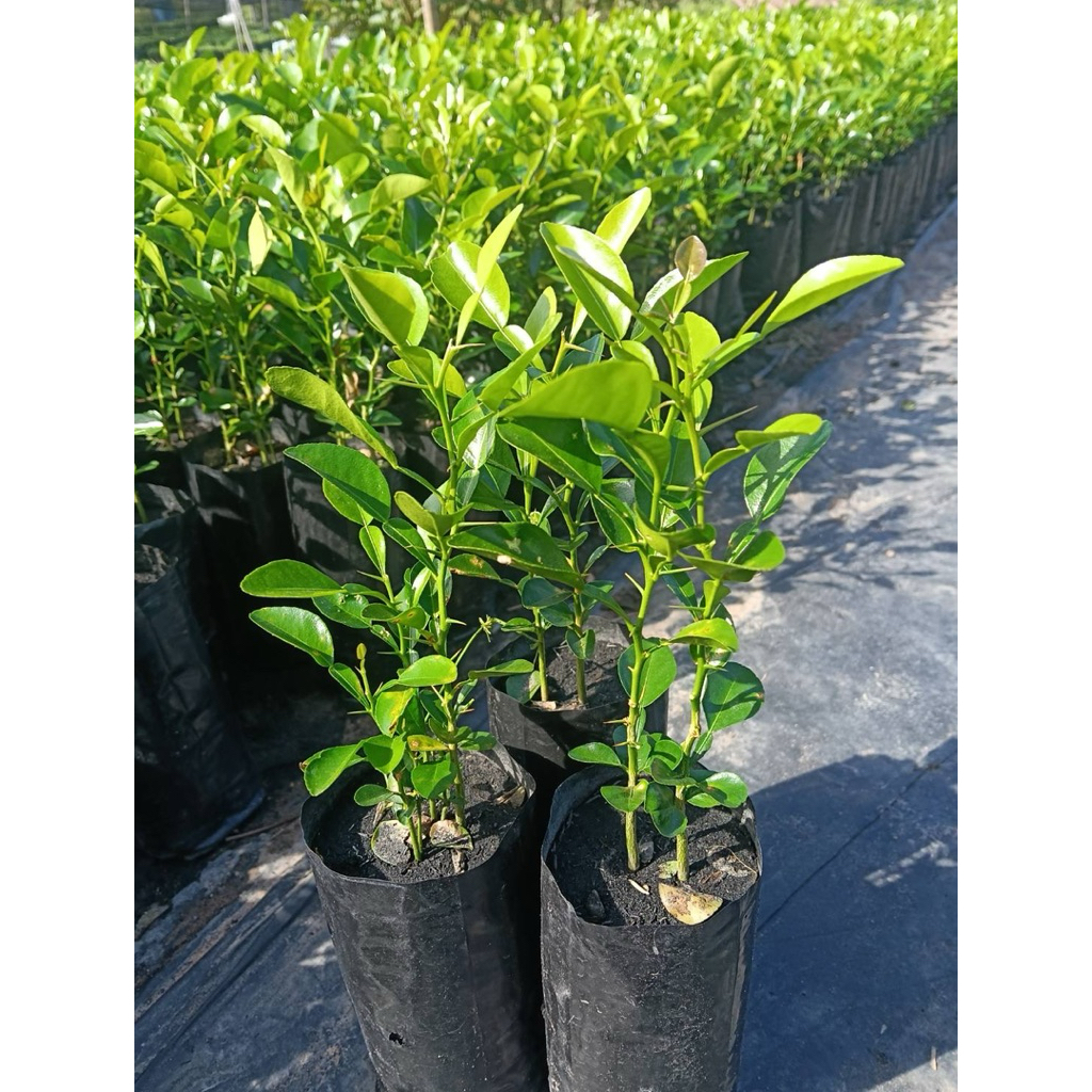 ต้นมะกรูดหอมตัดใบ (Makrut Lime" หรือ "Kaffir Lime)