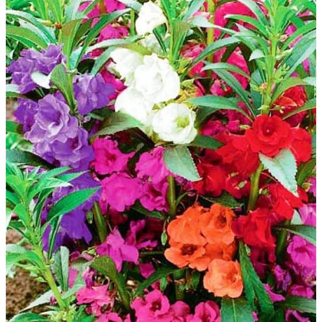 100 เมล็ด เมล็ดดอกเทียน เทียนดอก เทียนสวน เทียนไทย Impatiens balsamina Seeds ดอกคละสี High quality and high yield - รูปที่ 4
