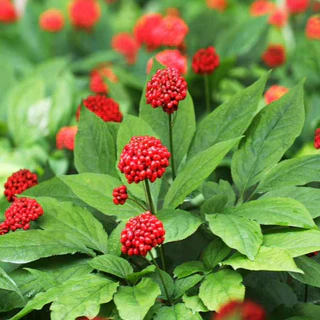 โสมเกาหลี🎈แท้100%🎯ถูกที่สุด10บ.🎯เมล็ดพันธุ์โสมเกาหลี 3-18 เมล็ด🌿ปลูกในไทยได้🎈สุดยอดสมุนไพร🥬ปลูกต่อได้🚛แพคไว