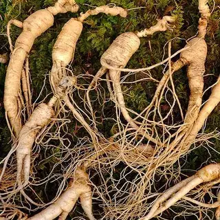 โสมเกาหลี🎈แท้100%🎯ถูกที่สุด10บ.🎯เมล็ดพันธุ์โสมเกาหลี 3-18 เมล็ด🌿ปลูกในไทยได้🎈สุดยอดสมุนไพร🥬ปลูกต่อได้🚛แพคไว