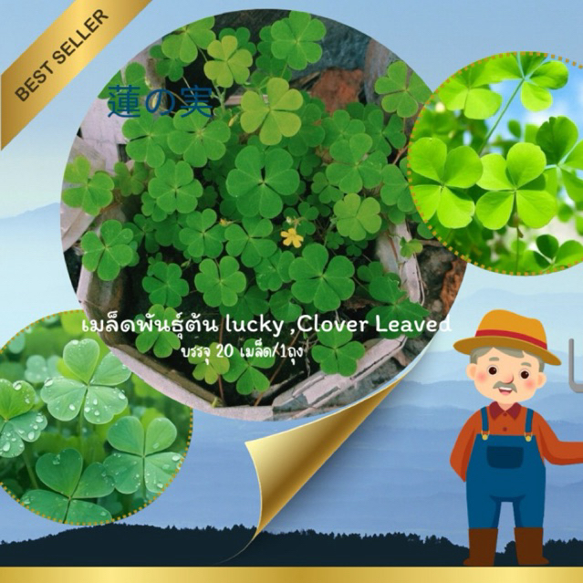 🍀มีสินค้าพร้อมส่ง🇹🇭เมล็ดพันธุ์ต้นลักกี้ lucky seeds หรือต้น clover leave ปลูกง่าย อัตรางอก100%