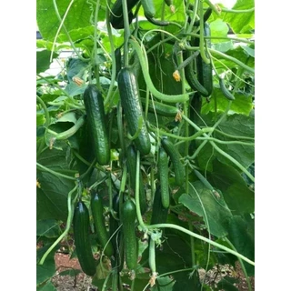 เมล็ดพันธุ์แตงกวาญี่ปุ่น 10 เมล็ด (5แถม1คละได้)