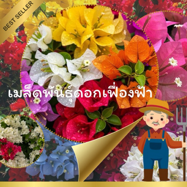 พร้อมส่ง🇹🇭เมล็ดพันธุ์ต้นเฟื่องฟ้า ราชินีแห่งไท้ประดับ Bougainvillea mixs Seeds