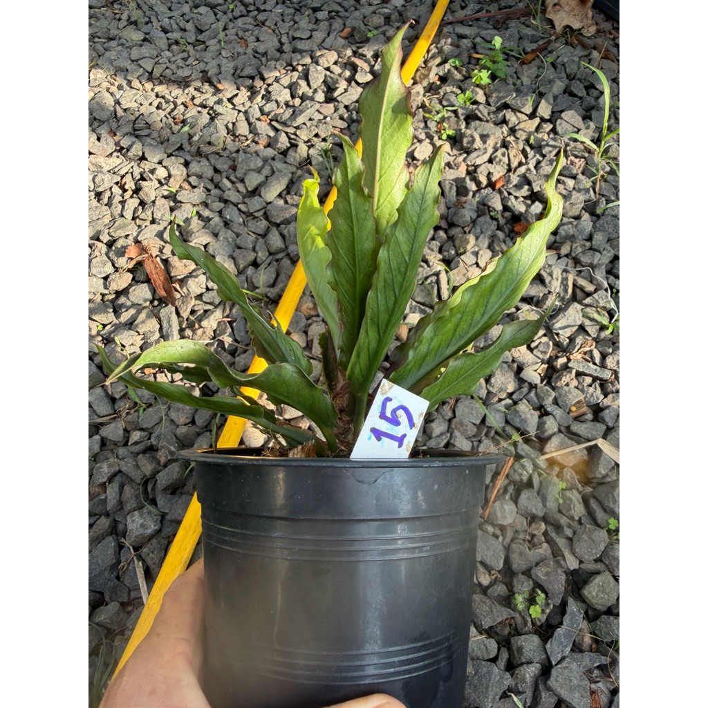 โชคเก้าชั้นด่างดำชมพูม่วง(ไม้หน่อ)Anthuruimhybrid - รูปที่ 5