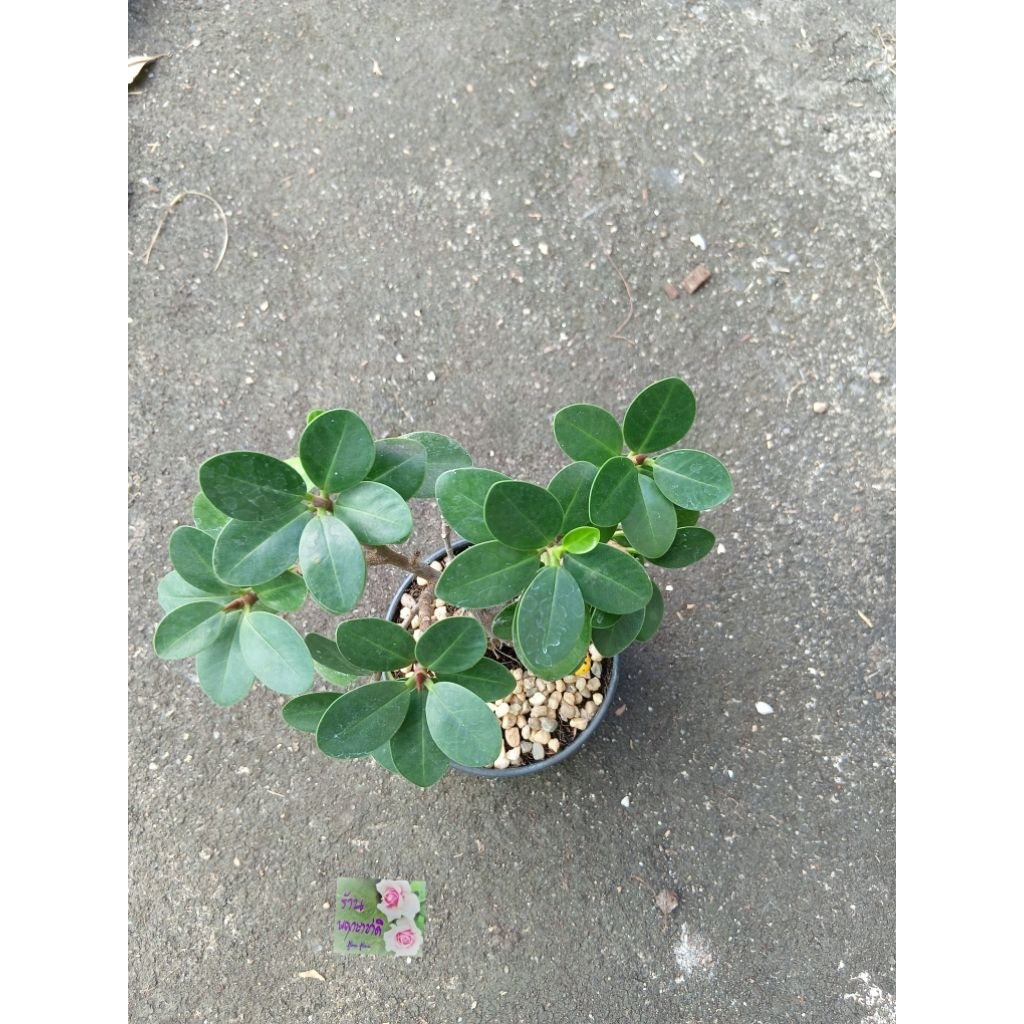 ต้นชัอนเงินช้อนทอง ใบเล็ก Ficus Annulata กระถาง 4 