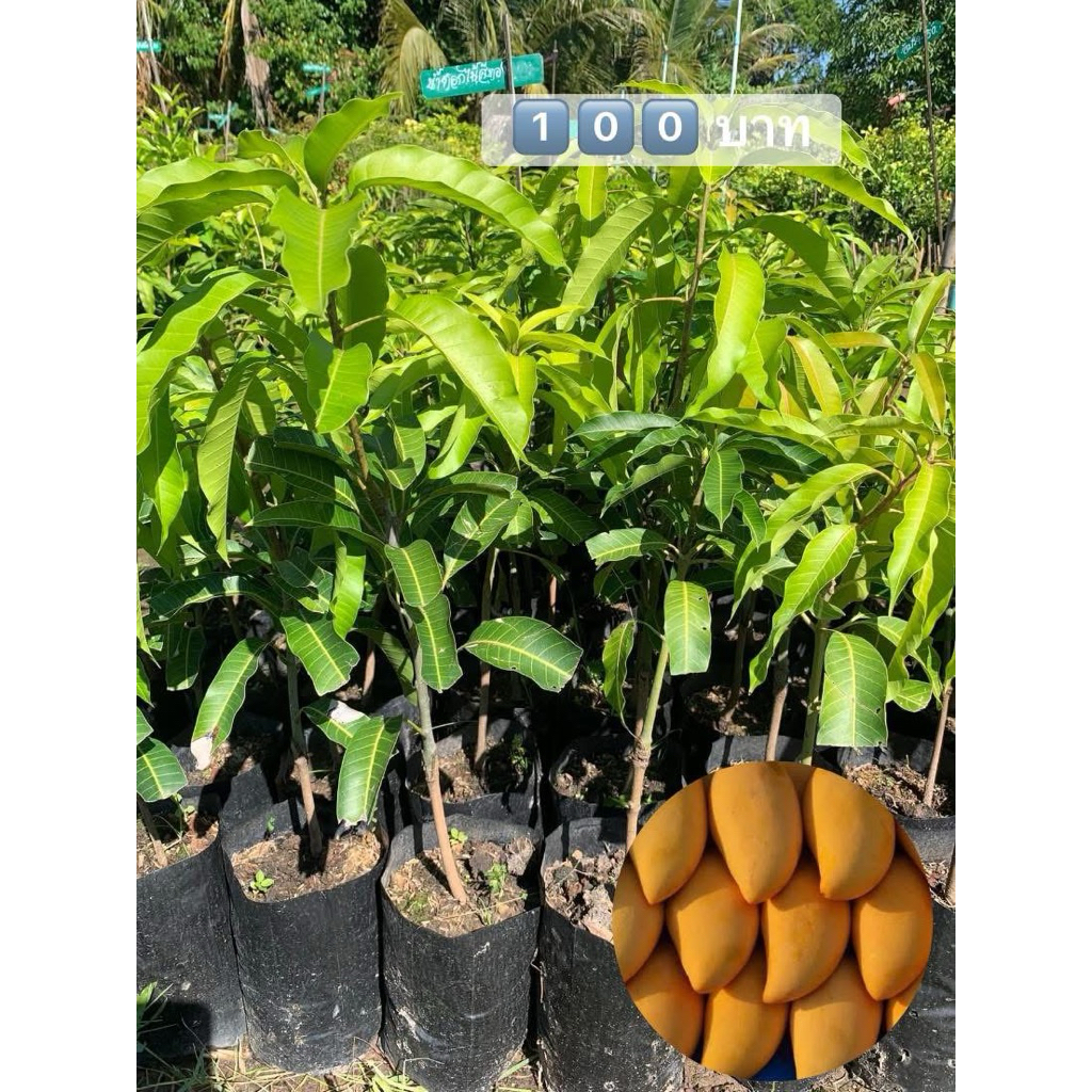 🍋มะม่วงน้ำดอกไม้🍋ต้นละ1️⃣0️⃣0️⃣บาท