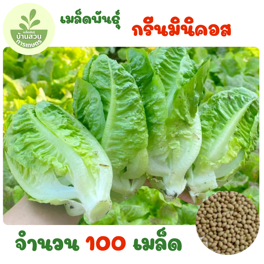 เมล็ดพันธุ์กรีนมินิคอส จำนวน 100 เมล็ด