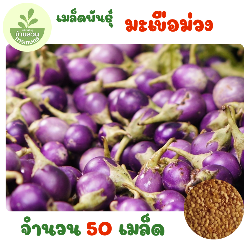 เมล็ดพันธุ์มะเขือม่วง จำนวน 50 เมล็ด