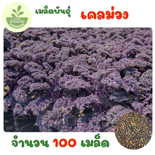 เมล็ดพันธุ์เคลม่วง จำนวน 100 เมล็ด