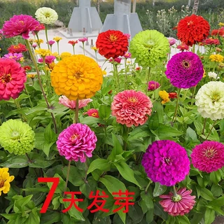 Zinnia Flower Seeds เมล็ดพันธุ์ดอกบานชื่น กลีบซ้อน คละสี 100เมล็ด Zinnia ต้นบานชื่นหลากสี