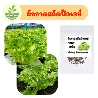 เมล็ดพันธุ์ผักกาดสลัดฟิลเลย์ จำนวน 100 เมล็ด