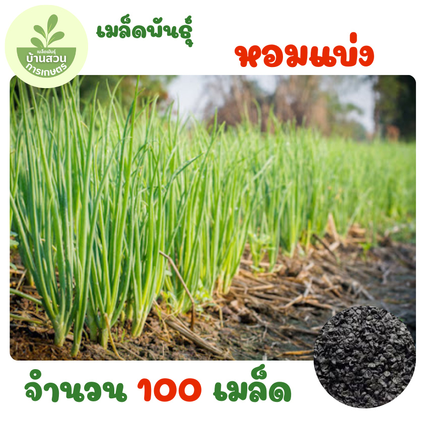 เมล็ดพันธุ์หอมแบ่ง จำนวน 100 เมล็ด
