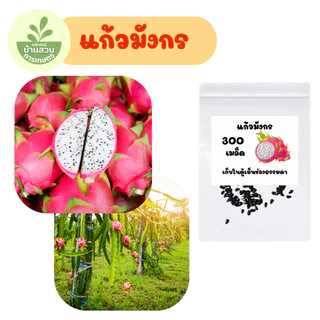 เมล็ดพันธุ์แก้วมังกร จำนวน 300 เมล็ด