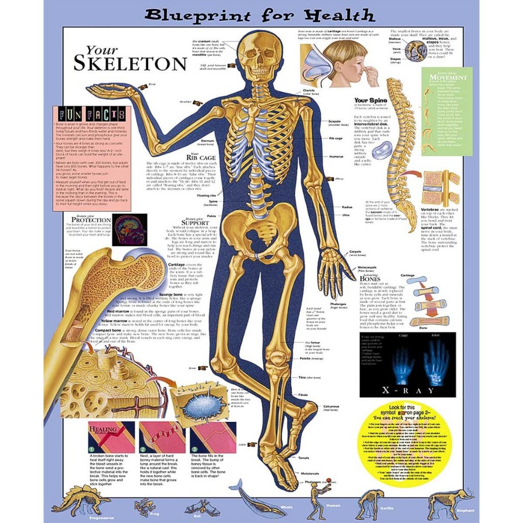 แผ่นโปสเตอร์ Blueprint for Health Your Skeleton Chart (Paper) ed 1/2003