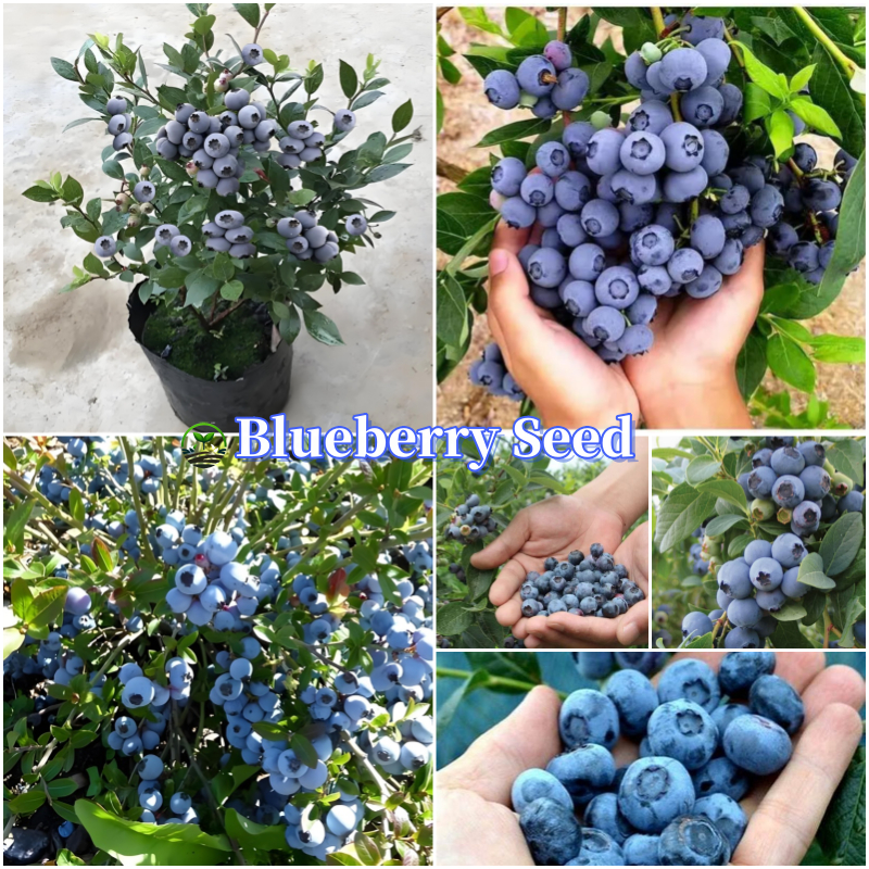 20 เมล็ด Blueberry Seeds Fruit Seeds for Planting เมล็ดพันธุ์ บลูเบอร์รี่ ต้นบลูเบอร์รี่ บรรจุ High quality