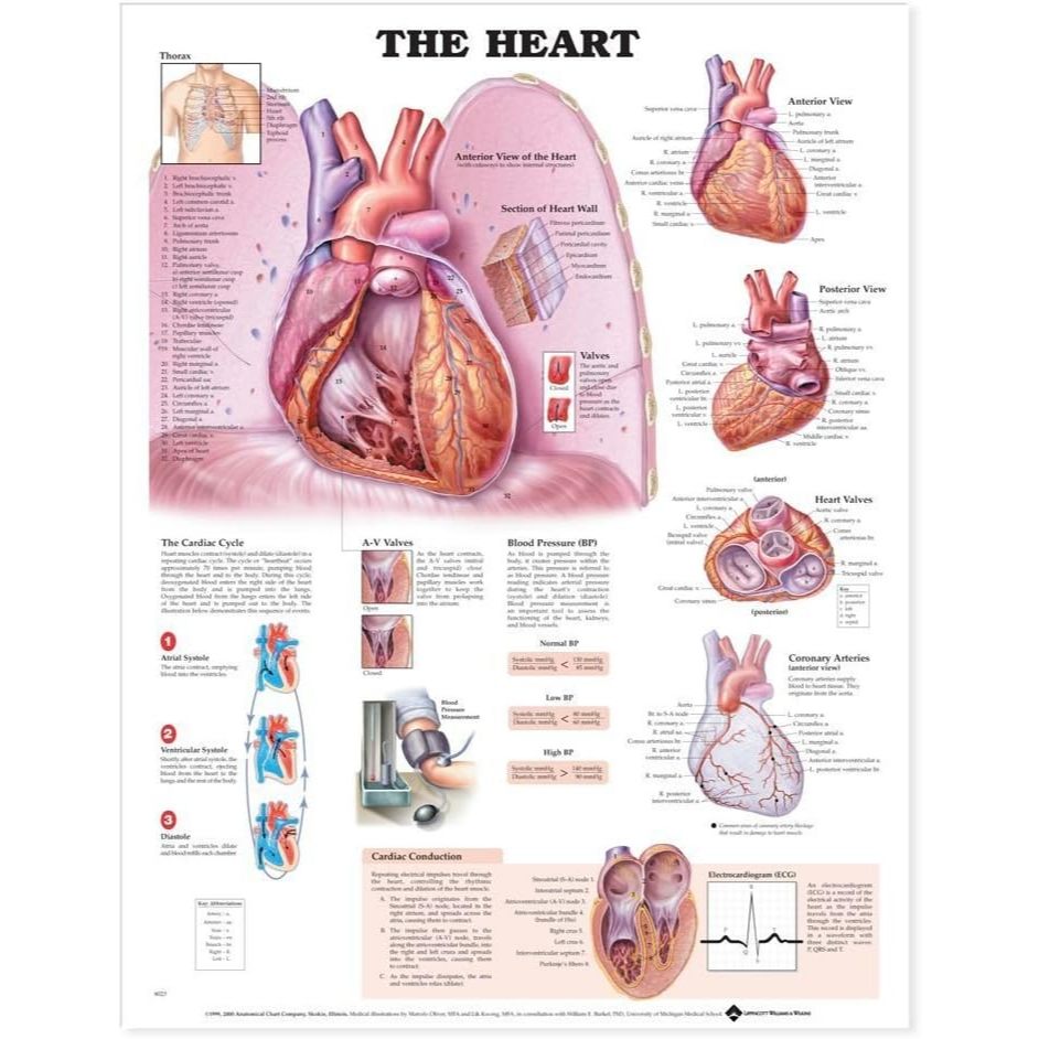 แผ่นโปสเตอร์ The Heart Anatomical Chart (Paper) ed 1/2000
